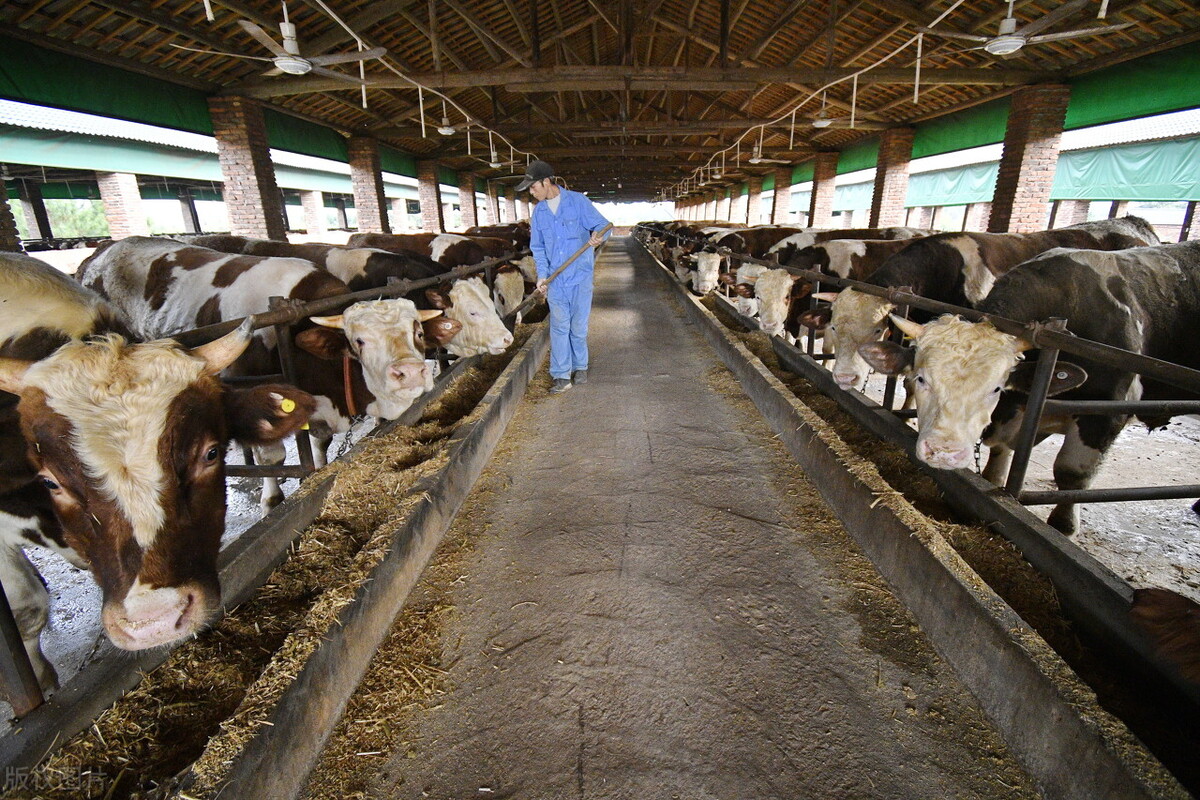 今日河南西门塔尔牛行情,西门塔尔牛价最新行情