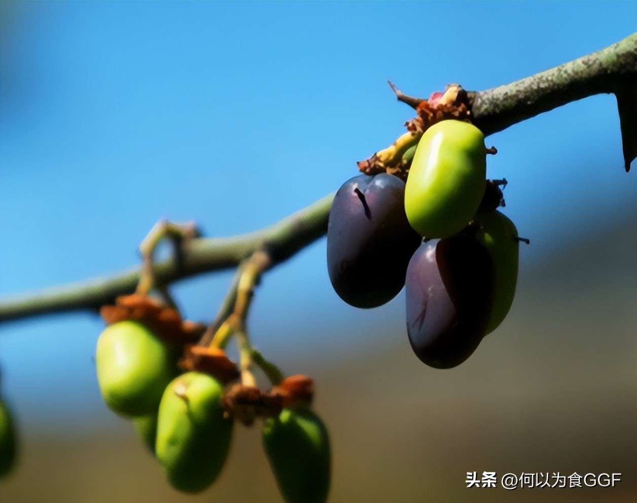 泸沽湖摩梭人的民族文化,丽江摩梭人美食