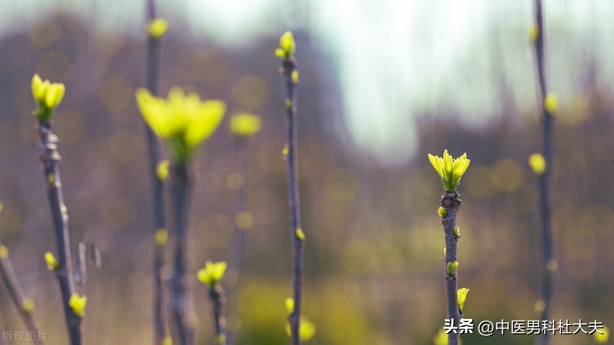 宗筋失养和宗筋不起区别,宗筋不充盈是怎么造成的