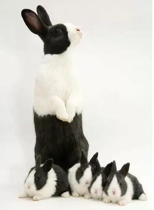 适合当宠物的小兔子,适合家庭当宠物养的四种小兔兔
