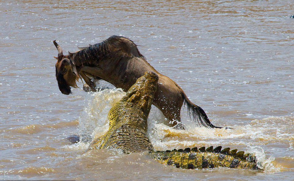 非洲公象在河边喝水，愣头青鳄鱼趁机一口咬住象鼻，大象痛苦吼叫