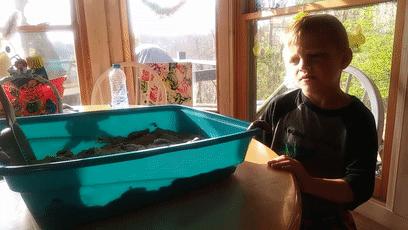 猫咪疯狂的吃猫砂,猫咪吃的猫砂是怎么做的