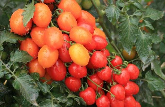 眼睛干燥痒视力模糊吃什么好,眼睛干涩泛黄吃护眼片