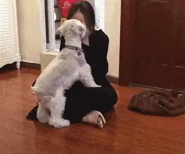 雪纳瑞断尾有什么好处,养雪纳瑞犬的好处和坏处