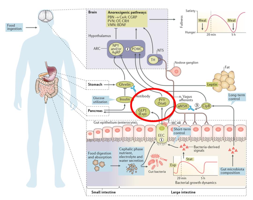 减肥控制食欲最好的方法,控制食欲最好的方法