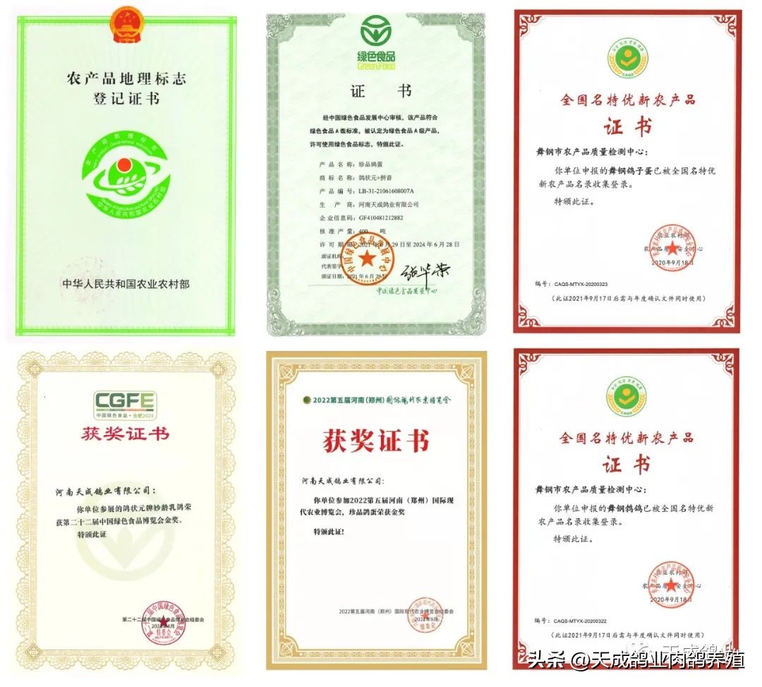 天成鸽业的现状,天成鸽业信鸽