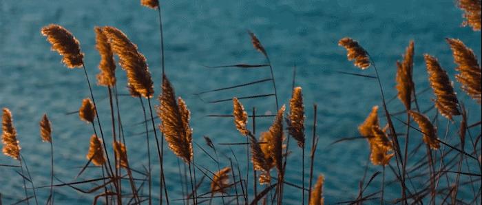 基于通用回归神经网络的牵引车半挂车组合方向控制策略的微观分析