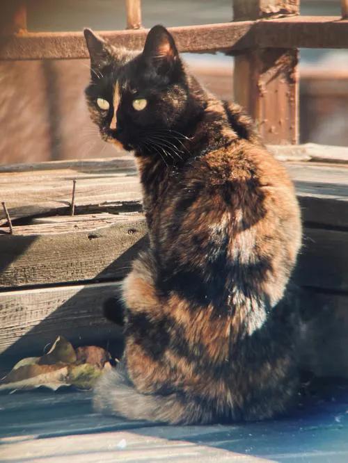 九种常见的田园猫,新手适合养的田园猫品种