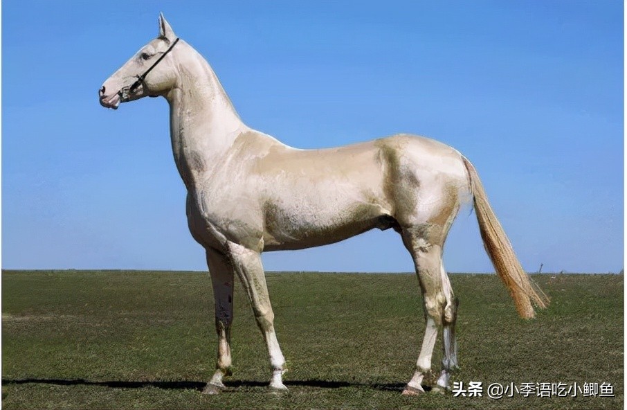 一匹马2000万，有人为它不惜挑起两国战争！真宝马阿哈尔捷金马