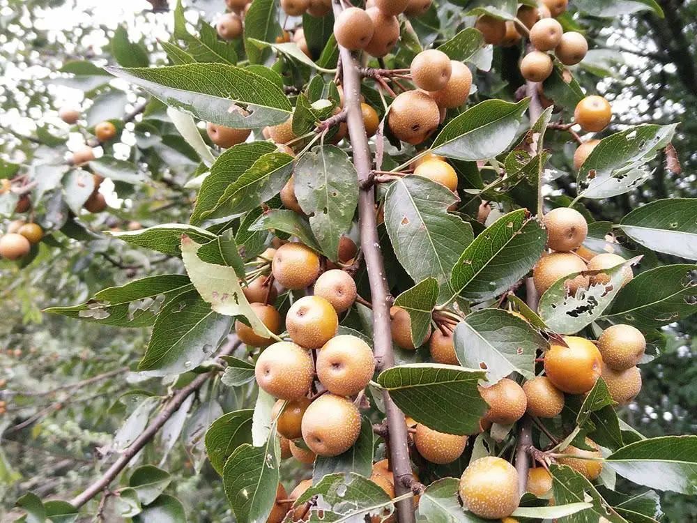 农村常见野生植物你都认识吗,农村常见植物野果