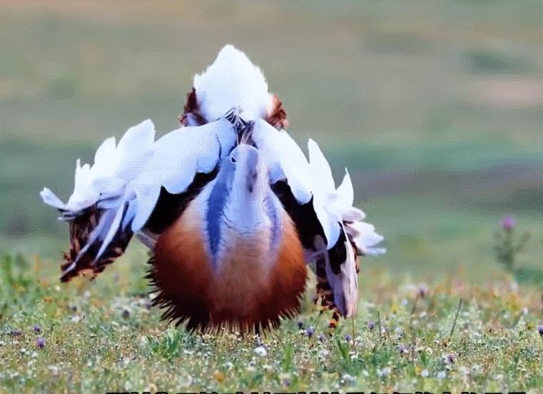为何*楼青**老板娘叫*鸨老**？鸨能和所有鸟交配，真的是“万鸟之妻”？