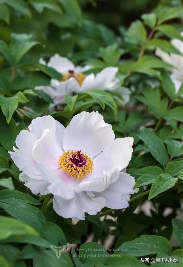 国花牡丹的历史起源,中国国花为啥是牡丹