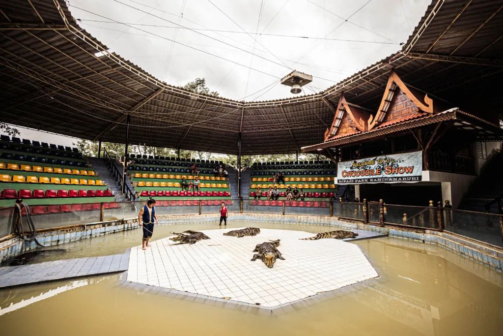 泰国曼谷旅游必去十大景区,泰国野生动物园亲子游