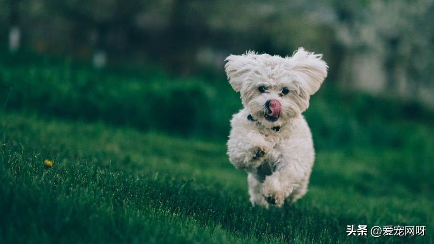 每天了解一只狗阿拉斯加,每天了解一只狗拉布拉多