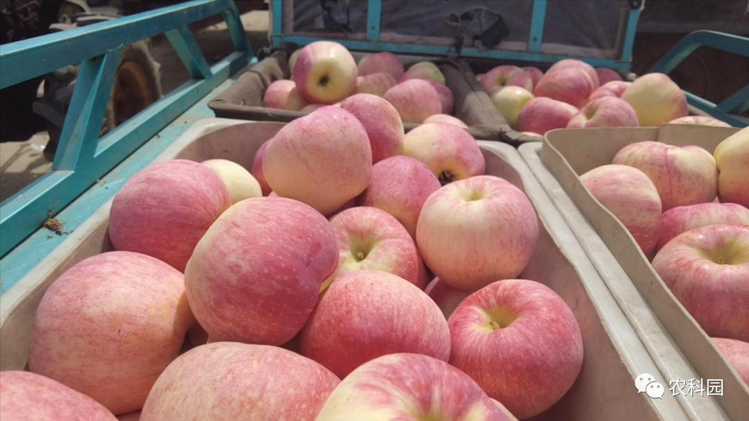 红将军苹果价格,红元帅苹果今日价格