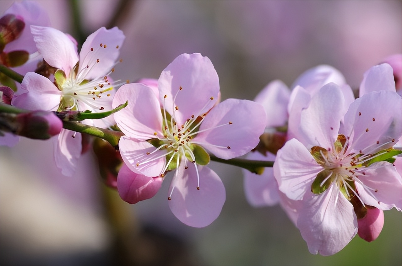 关于春天桃花的诗,一年四季桃花的诗句