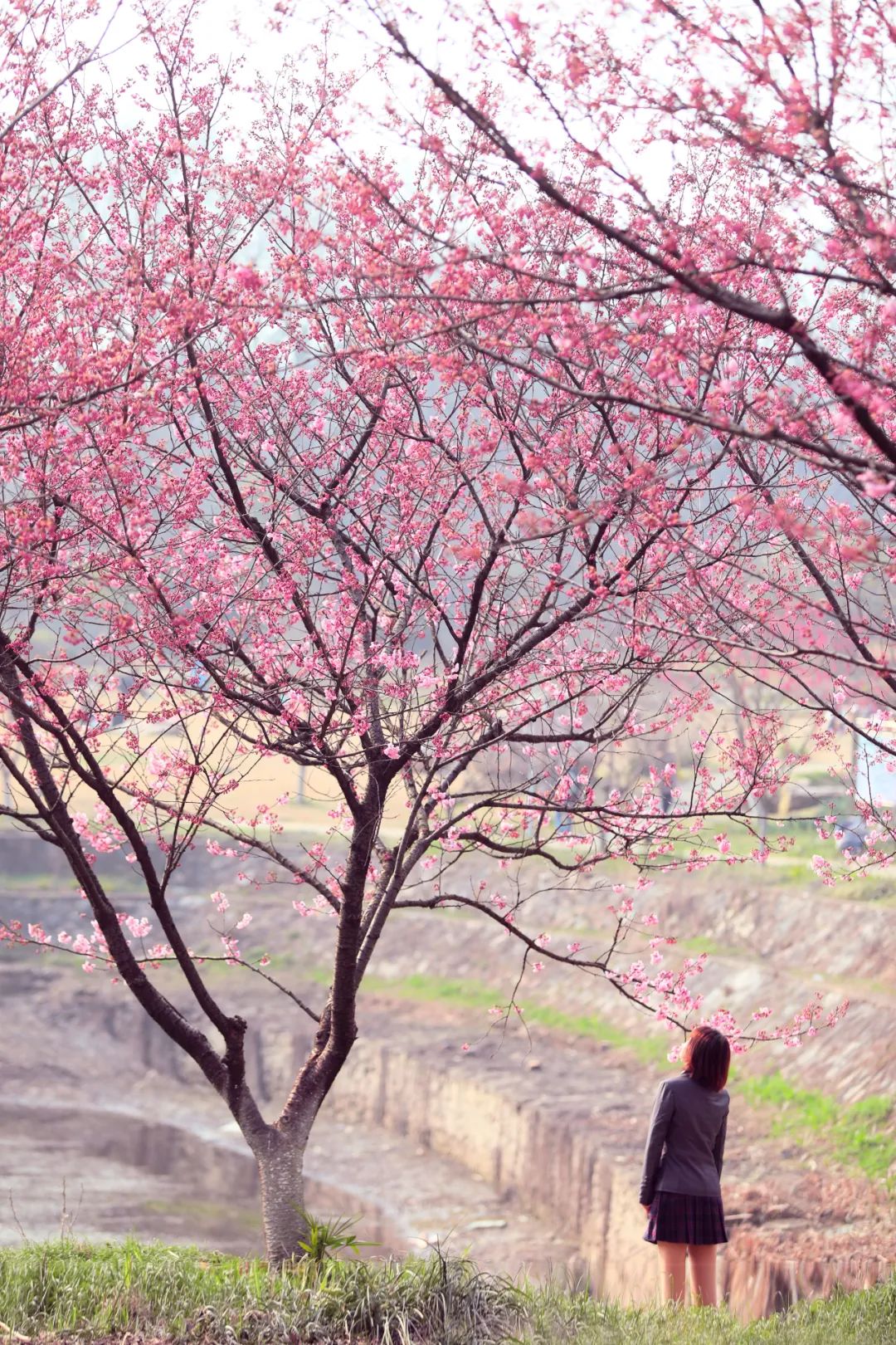 初春河津樱花图片大全,河津樱花品种大全