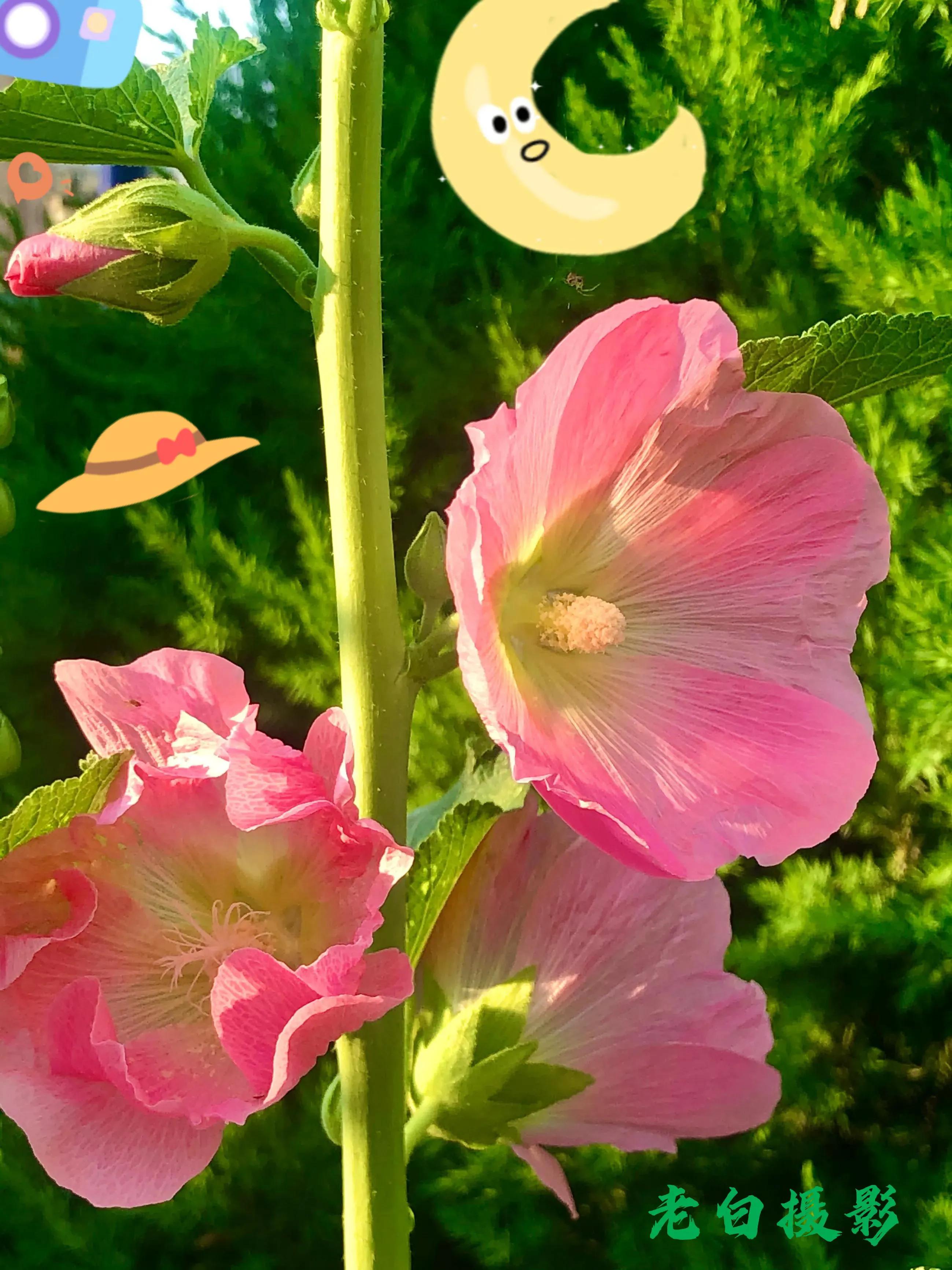 生活的极致就是化繁为简,极简是一种生活态度越简单越精致