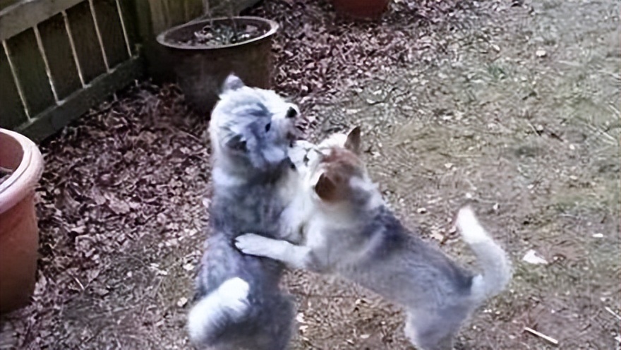 哈士奇和萨摩耶相恋生下两只宝宝，然而当网友看到狗子长相后