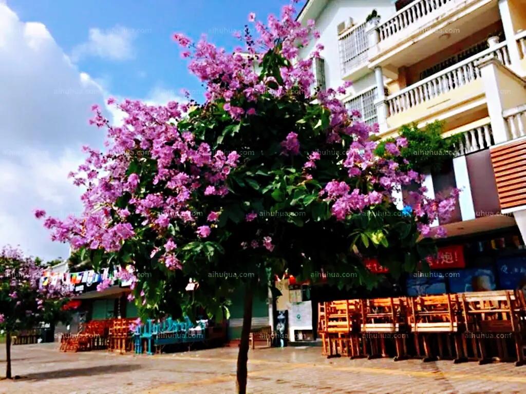 大花紫薇枝叶,紫薇大花的照片