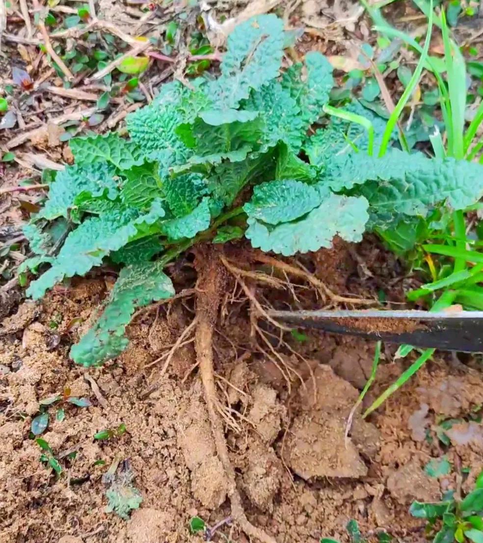 农村常见的顽固藤条植物,农村常见的止血植物图片