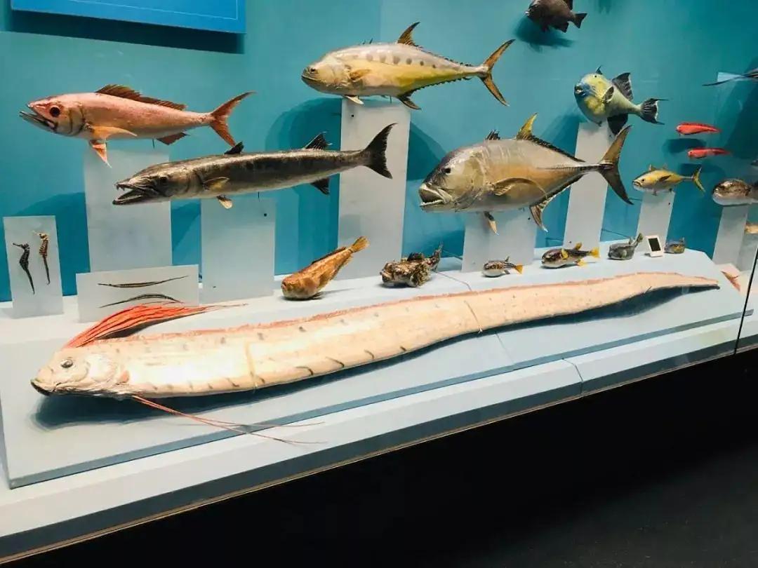 地震鱼现身日本代表什么,地震鱼现身和2020的灾难