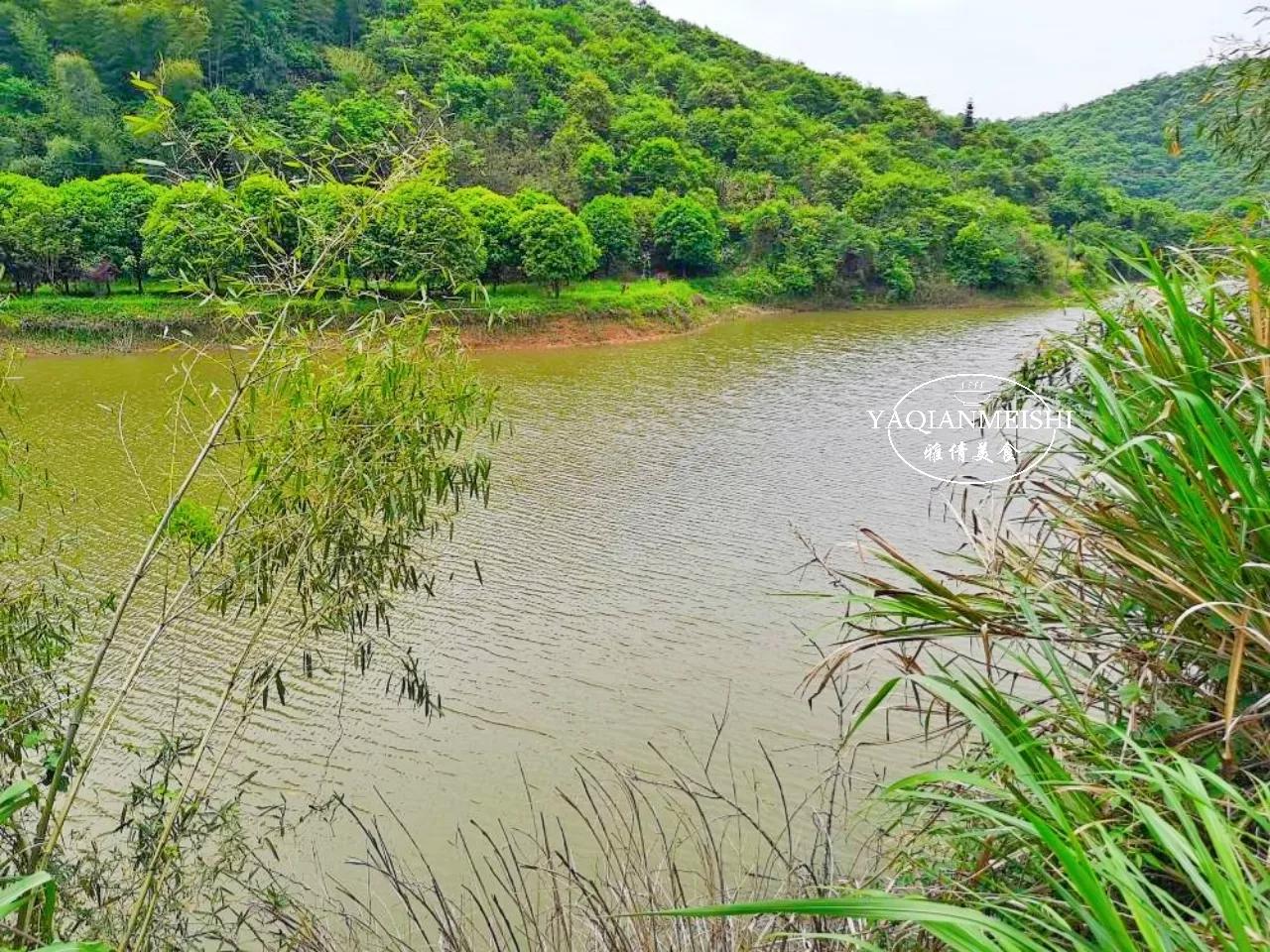 盘点八种正在消失的河鲜,消失的十二种河鲜