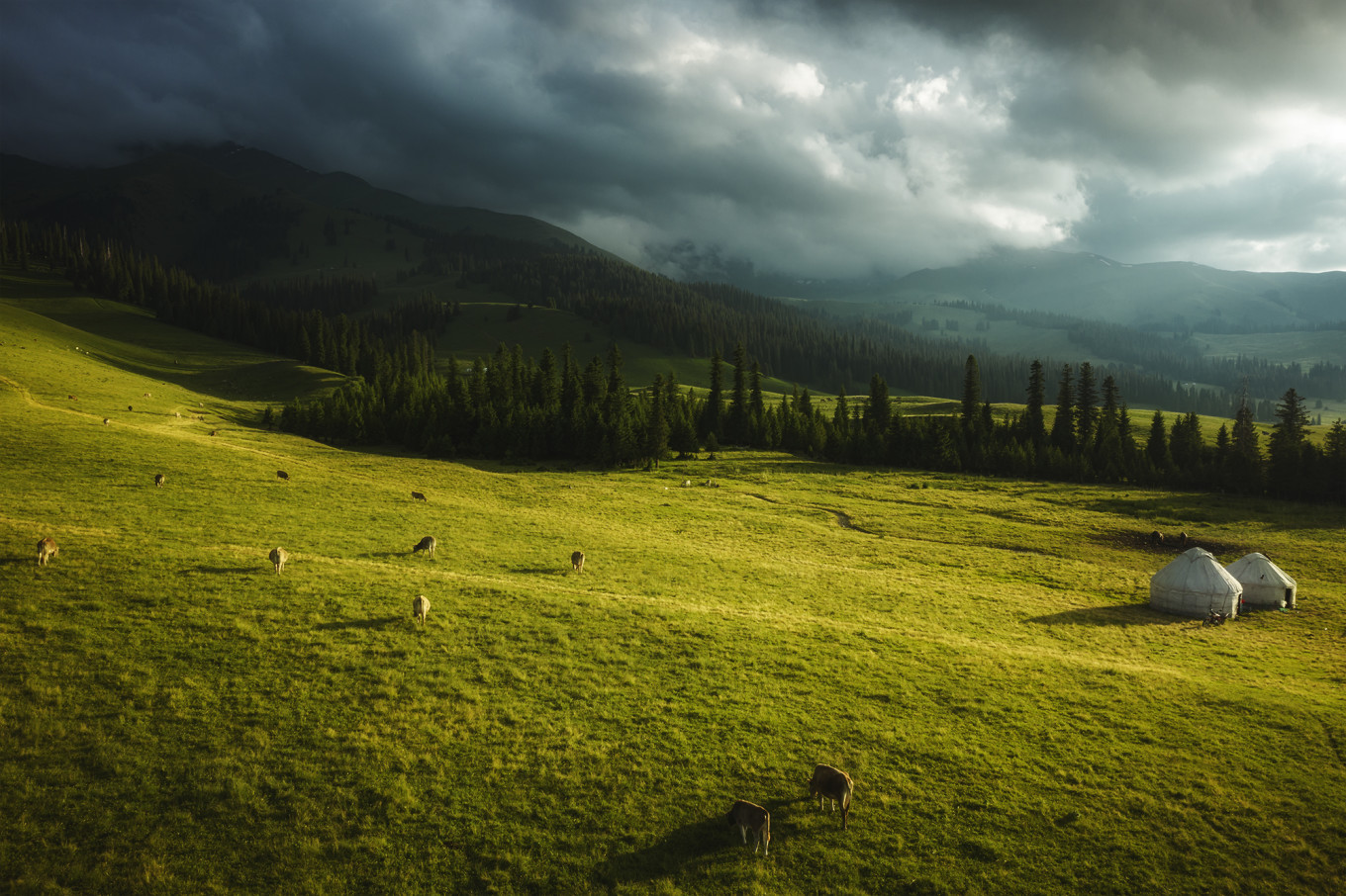 新疆伊犁之美,走了一圈才发现世界万物远不及你