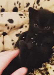 猫咪有这几个特征招财又旺家,猫是否招财运