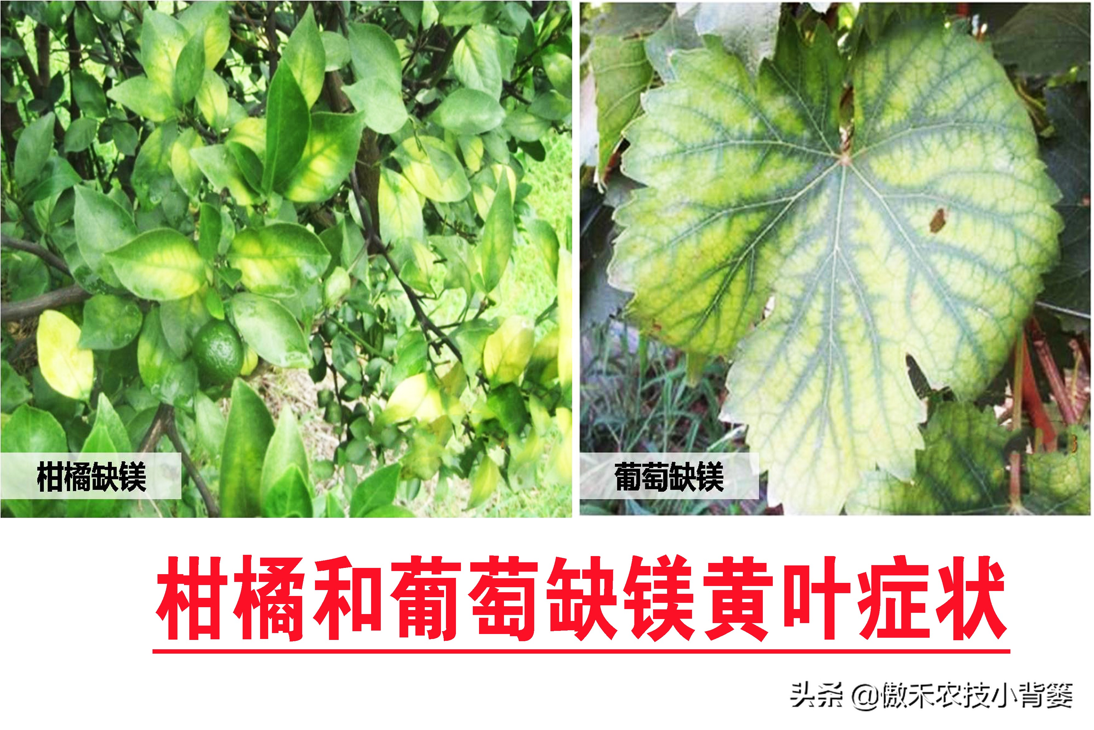 农作物缺镁的表现和症状,严重缺镁缺钙需要多久才能补足