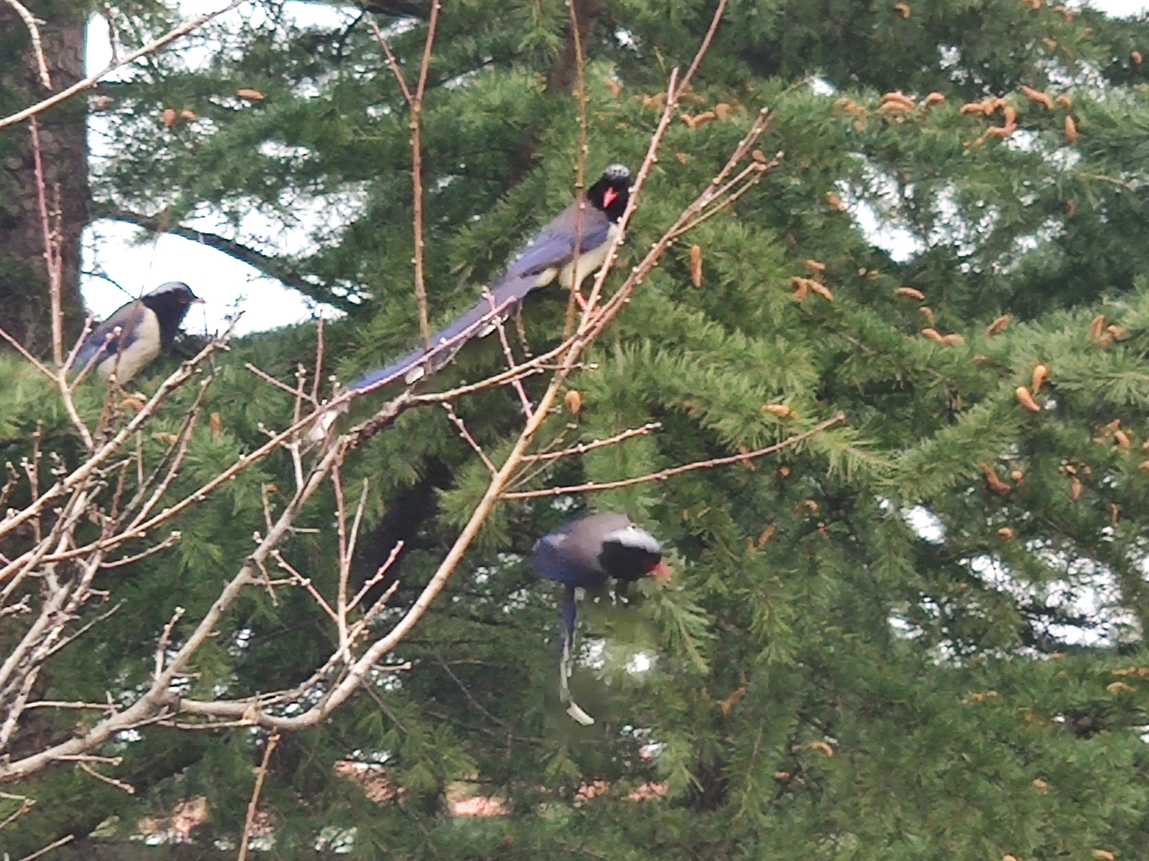 明月当空洒银玉解释,明月当空照下一句是啥