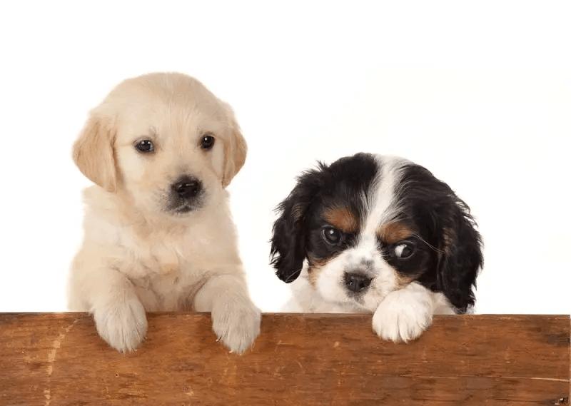 狗狗得细小的症状原因,狗狗得细小初期症状