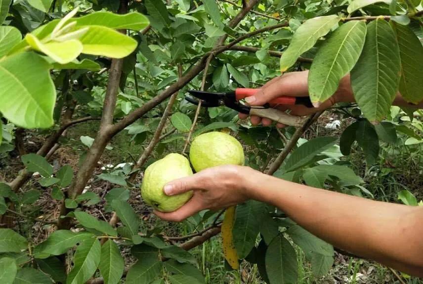 脂肪低又好吃的水果,口感好但脂肪含量高的水果盘点