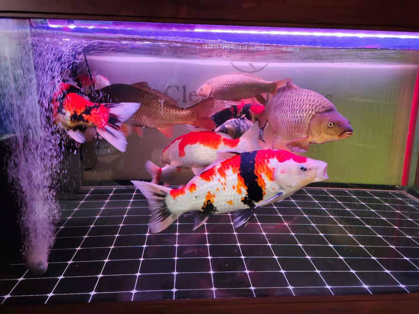 观赏鱼翻肚怎么救,观赏鱼翻鳃病怎么治疗