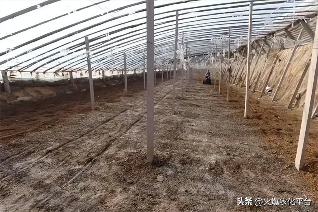 棚里土板结最好的解决方法,大棚土壤板结解决方法