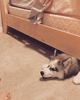 狗狗不睡窝睡地板是什么原因,狗狗睡地板不睡狗窝