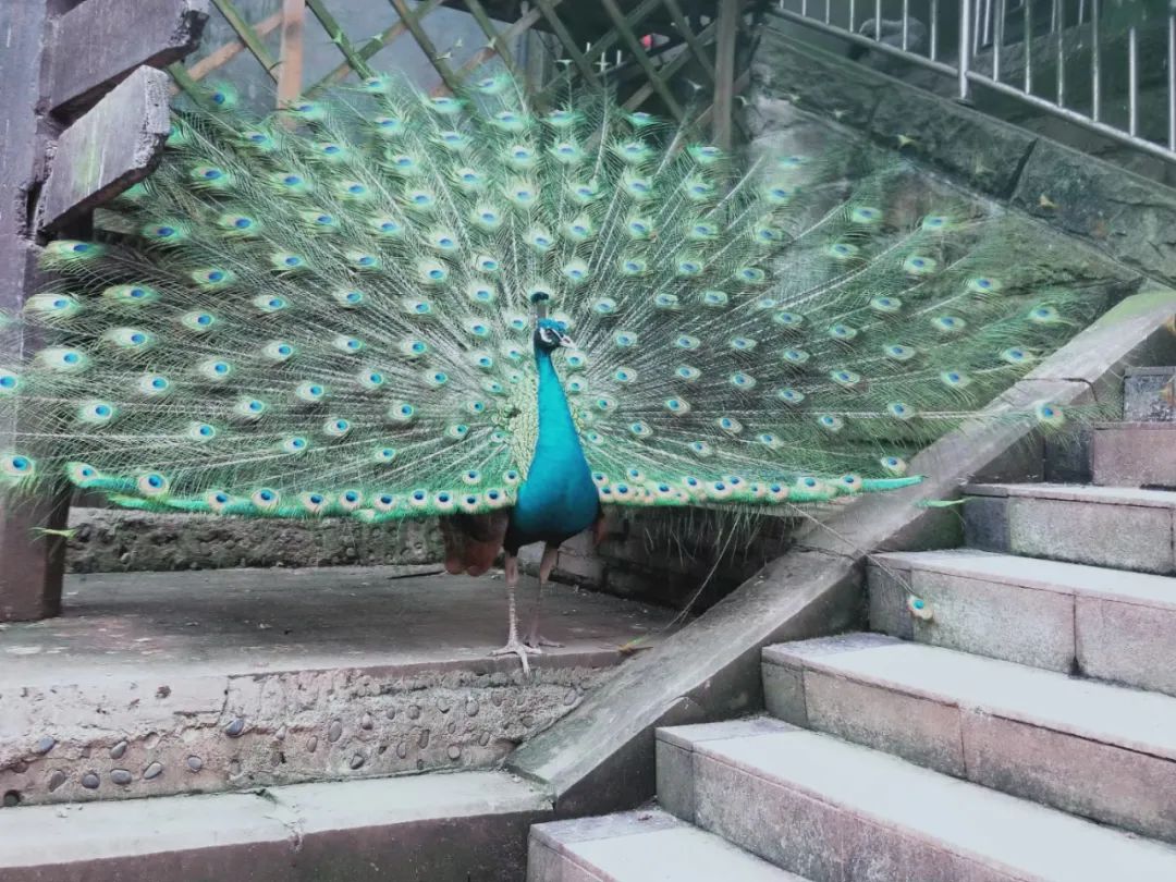 閲嶅簡9鍙风嚎鍦ㄥ皬榫欏潕鎬庝箞鎹箻1鍙风嚎,閲嶅簡鍦伴搧9鍙风嚎绾㈠博鏉戠珯4鍙峰嚭鍏ュ彛