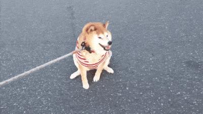 南京养犬登记年检,养犬证年检