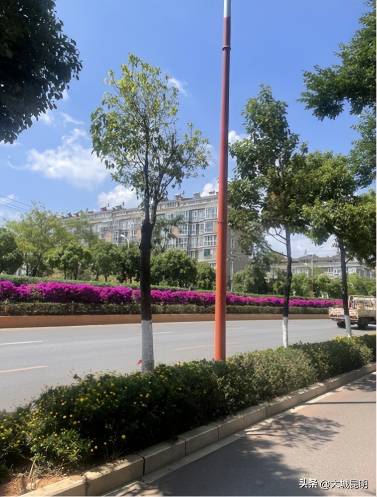 补绿换绿增绿！西山区道路沿线景观将焕然一新