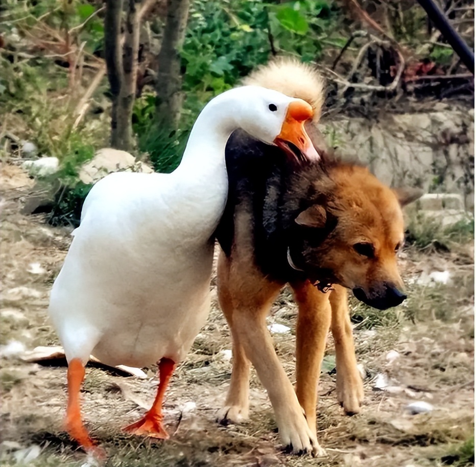 大鹅是杂食性动物吗,为什么鹅是素食性动物