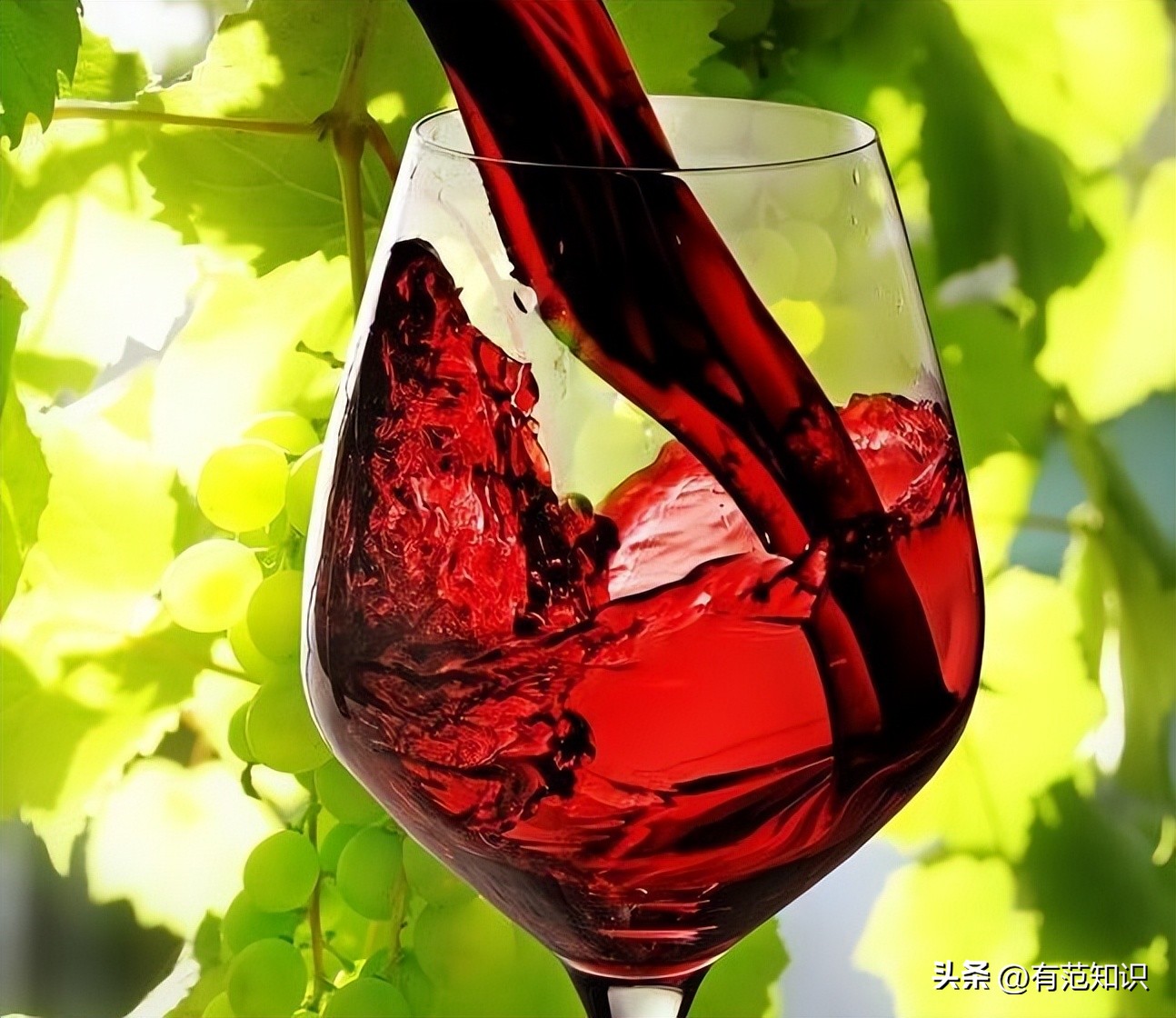 酿造葡萄酒的基本步骤,如何酿造香气扑鼻葡萄酒