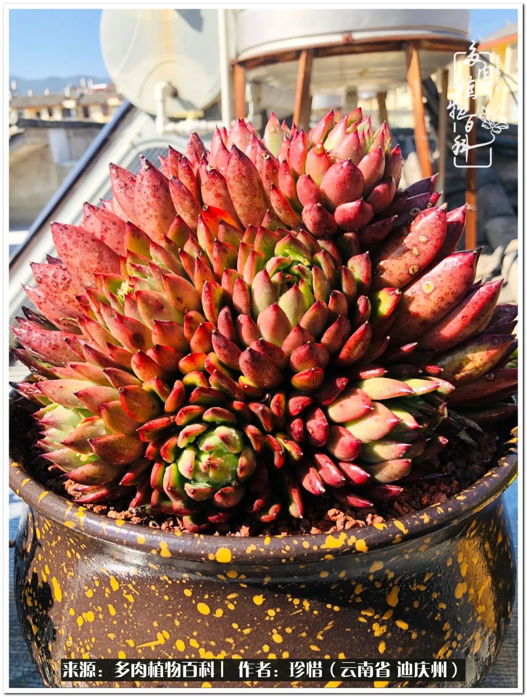 给生命一份淡然还岁月一份从容,给生命留一份洒脱的话