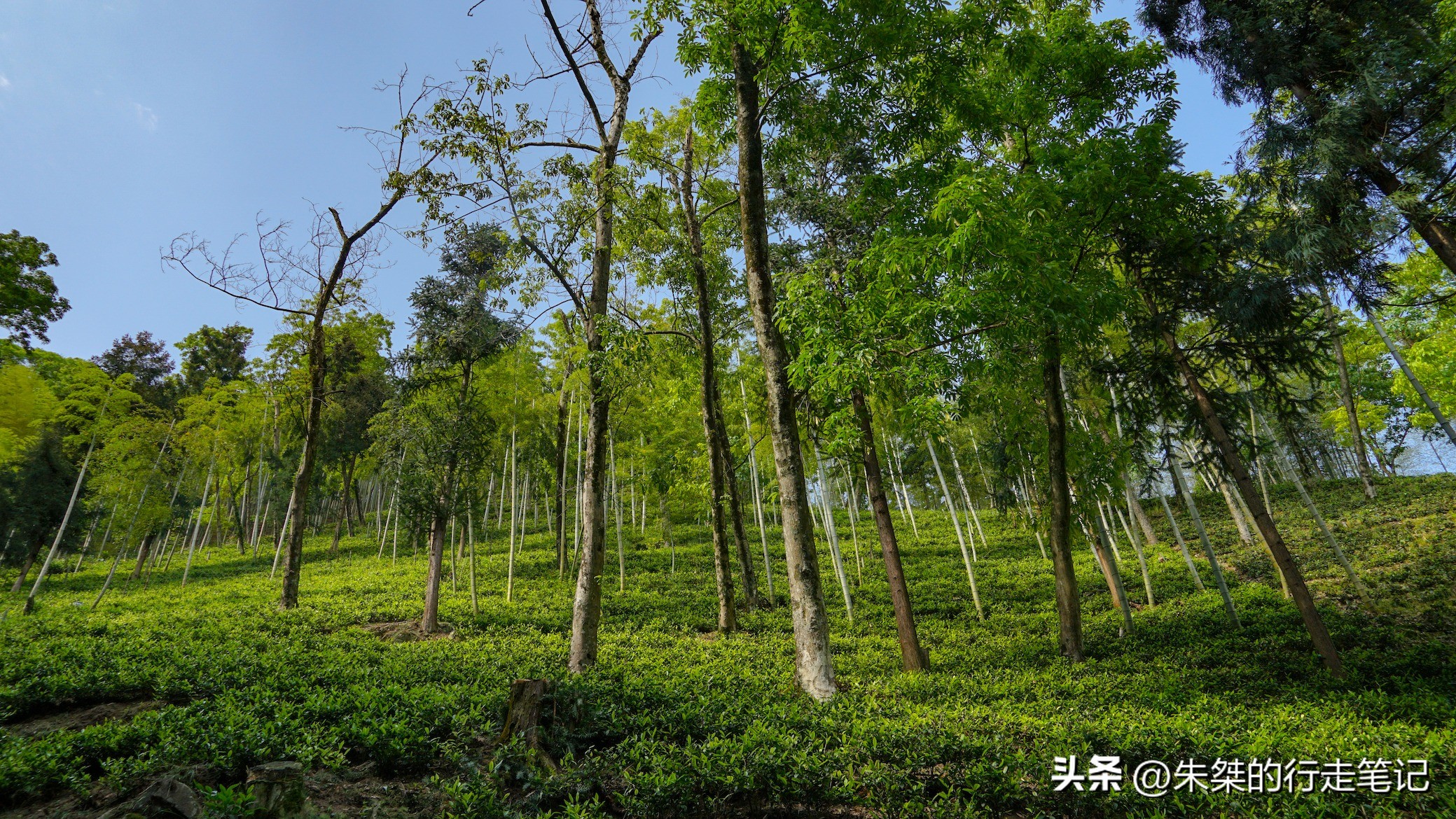 碧瑶山庄安吉口碑农家乐推荐,安吉碧瑶山庄农家乐3天2晚多少钱