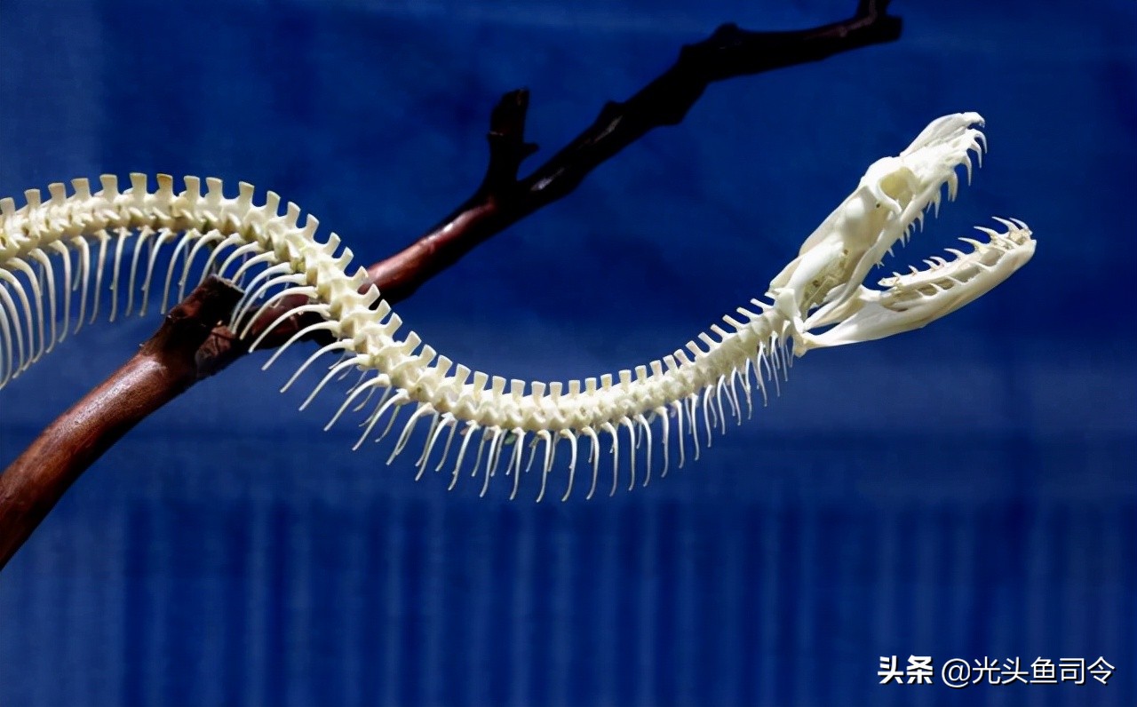 缅甸蟒长大后的天敌除了人有哪些,缅甸蟒喜欢什么样栖息环境