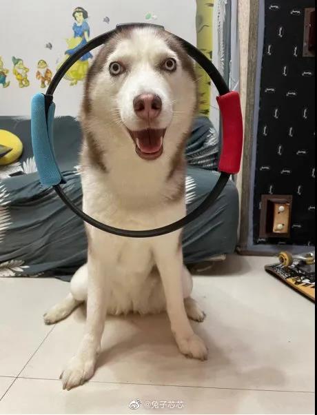 搞笑动物头像沙雕图片,搞笑图片沙雕图片