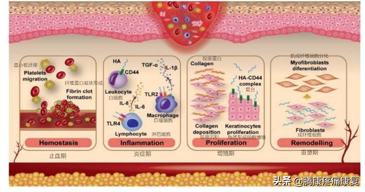 ha玻尿酸极润保湿,ha玻尿酸护肤品好吗
