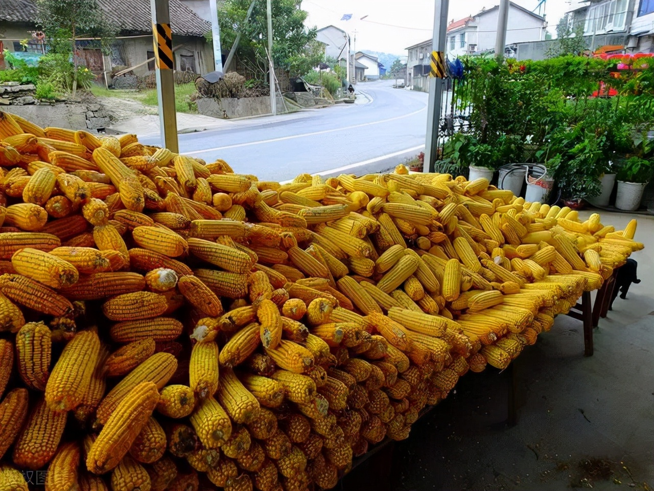 知耕快报｜高GABA基因编辑番茄日本上市；植物工厂种植可可树
