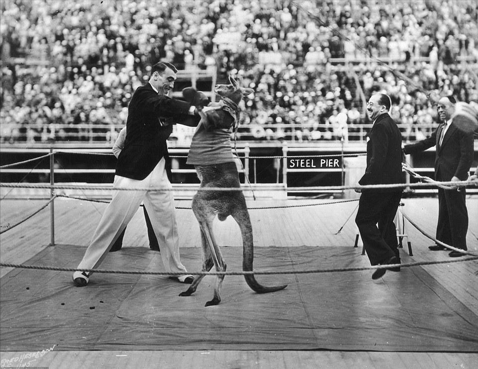 袋鼠和獒犬打架,袋鼠大战德国獒犬