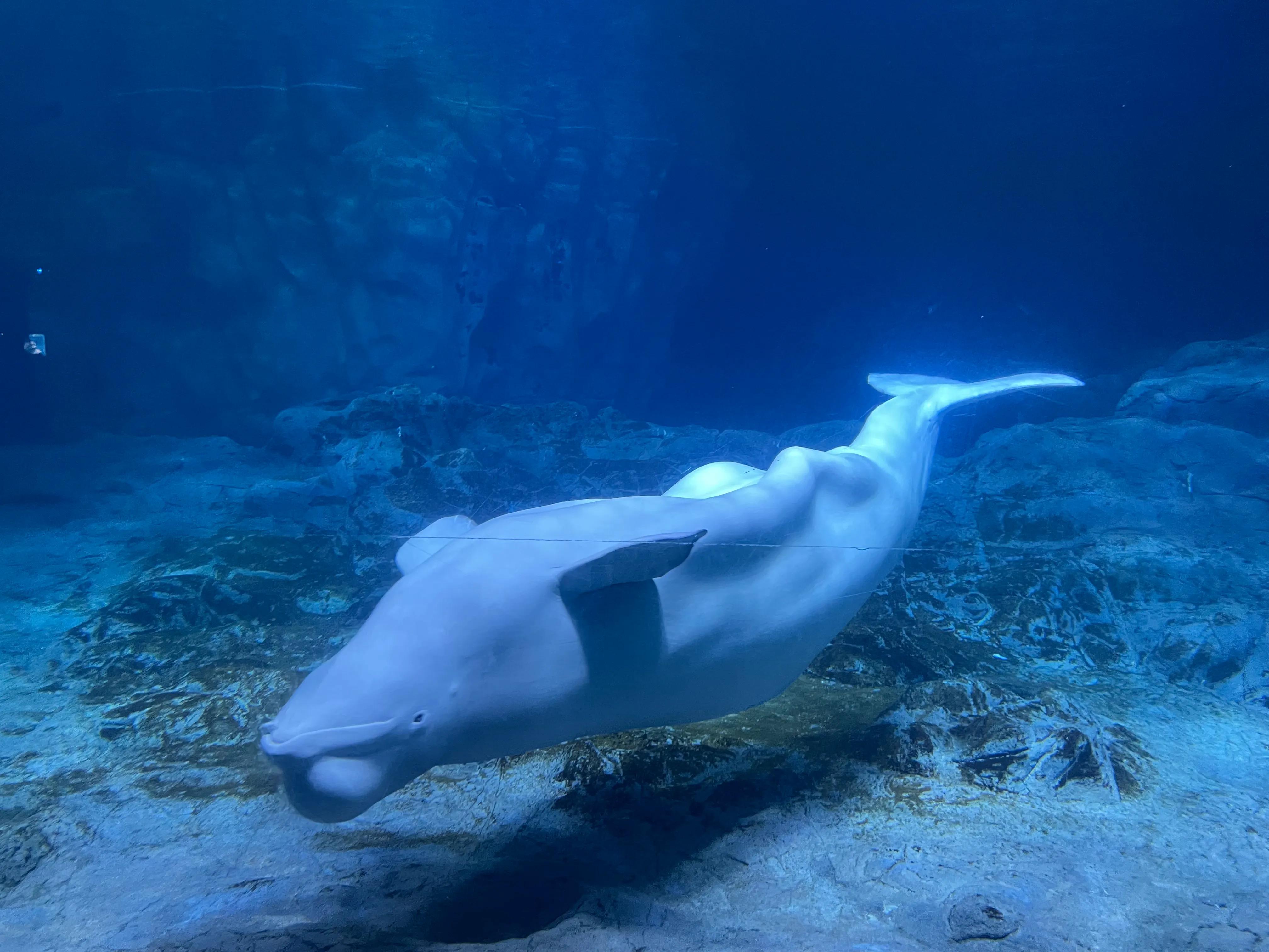 鐝犳捣闀块殕閲庣敓鍔ㄧ墿鍥拰娴锋磱鐜嬪浗,鐝犳捣闀块殕娴锋磱鐜嬪浗涓庨噹鐢熷姩鐗╁洯