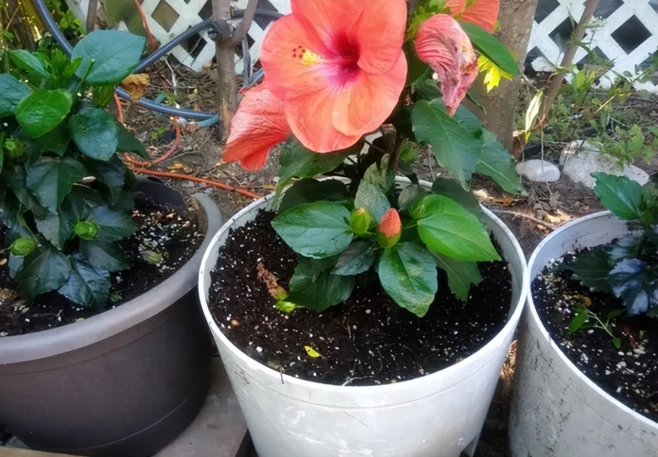 用啤酒浇花容易生虫子么,用啤酒浇花适合哪几种花